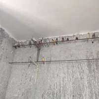 فنچ نرگسی و کرواتی یکجا ۱۱۵۰