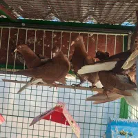 کبوتر|پرنده|مشهد, انقلاب|دیوار