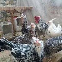 تخم مرغ نطفه دار گلین