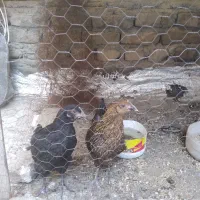 جوجه مرغ