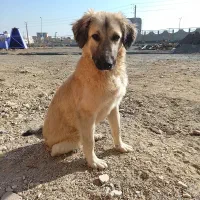 سگ.واگذاری رایگان