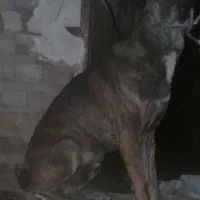 سگ افغان اصل