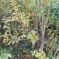 پالانیا ازگیل انار|خدمات باغبانی و درختکاری|دلند, |دیوار