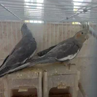 2تا عروس هلندی نر و ماده سیامون دارچینی قفس