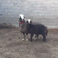 میش زایده،افشار،بز،بزغاله بره