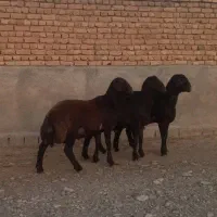 بره قوچی