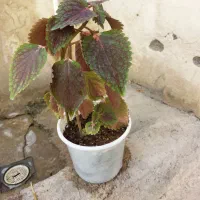 گل طبیعی خانگی