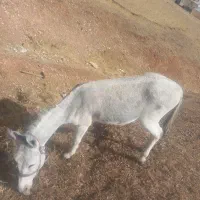 خر نر