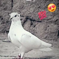 گمشده|حیوانات|بهار, |دیوار