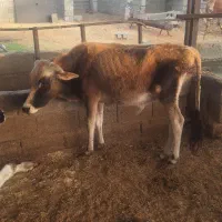 ۲راس گوساله فروشی|حیوانات مزرعه|جیرفت, |دیوار