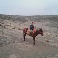 اسب نر|اسب و تجهیزات اسب‌سواری|آزادشهر, |دیوار