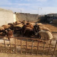 فروش گوسفند سالم و باکیفیت