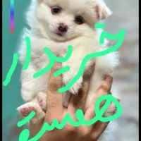 سگ خوشکل توله زیبا|سگ|شیراز, کوشک میدان|دیوار