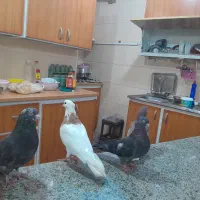 پرنده لوت.طوقی|پرنده|آبادان, |دیوار