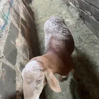 بره قوچ چینی