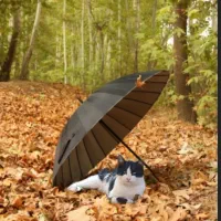 واگزاری گربه