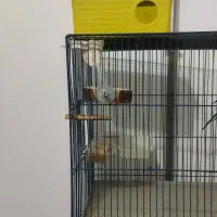 مرغ‌عشق‌نر‌سالم|پرنده|مریوان, |دیوار