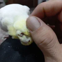 عروس هلندی نر|پرنده|ساری, |دیوار