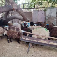 گوسفند زنده جهت قربانی|حیوانات مزرعه|کرج, پیشاهنگی|دیوار
