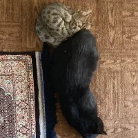 گربه|گربه|ارومیه, |دیوار