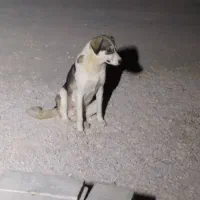 سگ  دورگه هاسکی و بومی|سگ|شیراز, بریجستون|دیوار