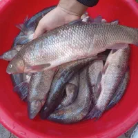 ماهی تازه صید روز