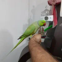 طوطی ملنگو سخنگو رام با قفس تمام لوازم|پرنده|رشت, جانبازان|دیوار