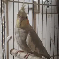 یک جفت عروس هلندی جوان و بالغ|پرنده|تهران, دولاب|دیوار