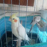 طوطی عروس ومرغ عشق