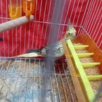 عروس هلندی ماده