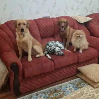 پانسیون وداگ‌پارک ویژه سگ‌هامراقبت بازی وآموزش