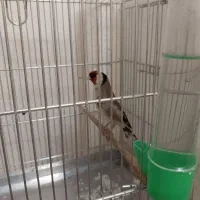 سهره نر هیولا نشون دار چهارگل سینه طلایی کرواتی