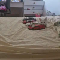 واگذاری گربه