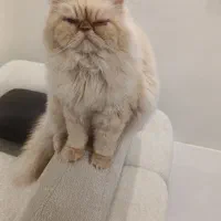 گربه فلت