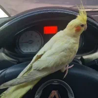 عروس هلندی گمشده