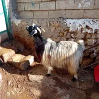 ۱عدد بز جوان کوک برای قربانی کیلویی