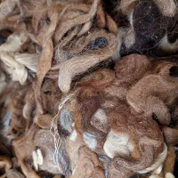 پشم خالص گوسفند