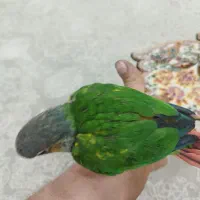 جوجه طوطی گرینچیک|پرنده|نجف‌آباد, شریعتی غربی|دیوار