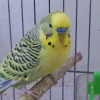 مرغ عشق هلندی زرد و سفید و اسپانگل