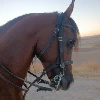 اسب عرب یک سر