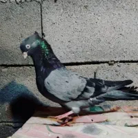 فروش زاغ سبز سرخ آبادانی