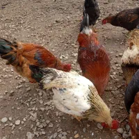 مرغ و خروس محلی