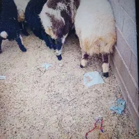 بره نژادی درجه یک