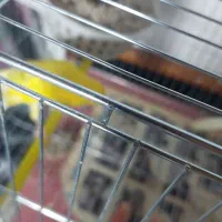 قناری رسمی بلند ورسمی|پرنده|نوشهر, |دیوار