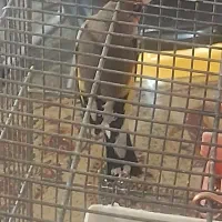 سهره نر کرمونی|پرنده|پردیس, شهرک صنعتی کمرد|دیوار