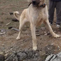 واگذاری توله سگ سرابی