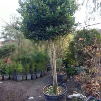 سیکاس وپالم‌ کاج طلای ونوکدار|گل و گیاه طبیعی|سیدان, |دیوار