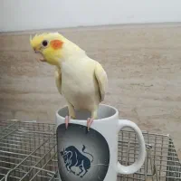 جوجه عروس هلندی دستی