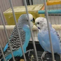 یک جفت مرغ عشق