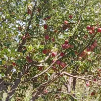 باغ سیب و مجوز گاوداری